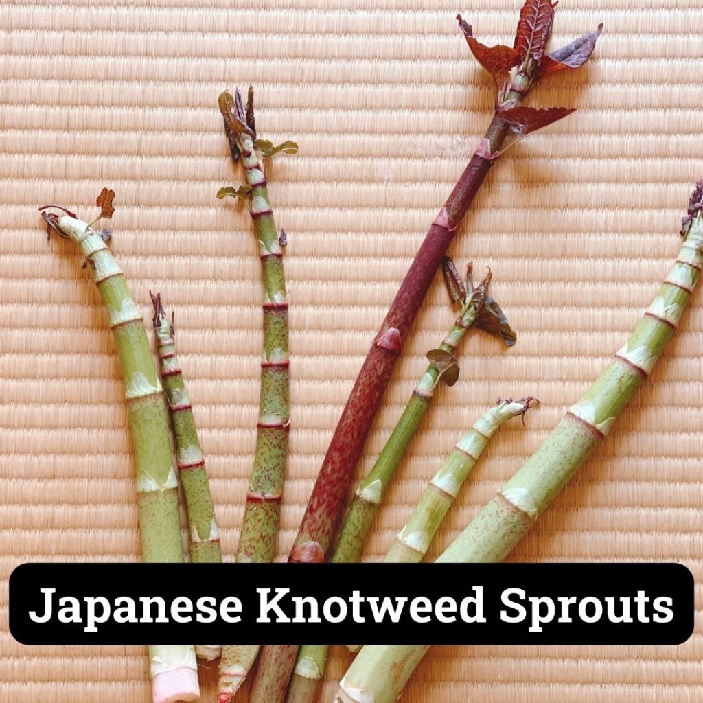 japanese knotweed sprout