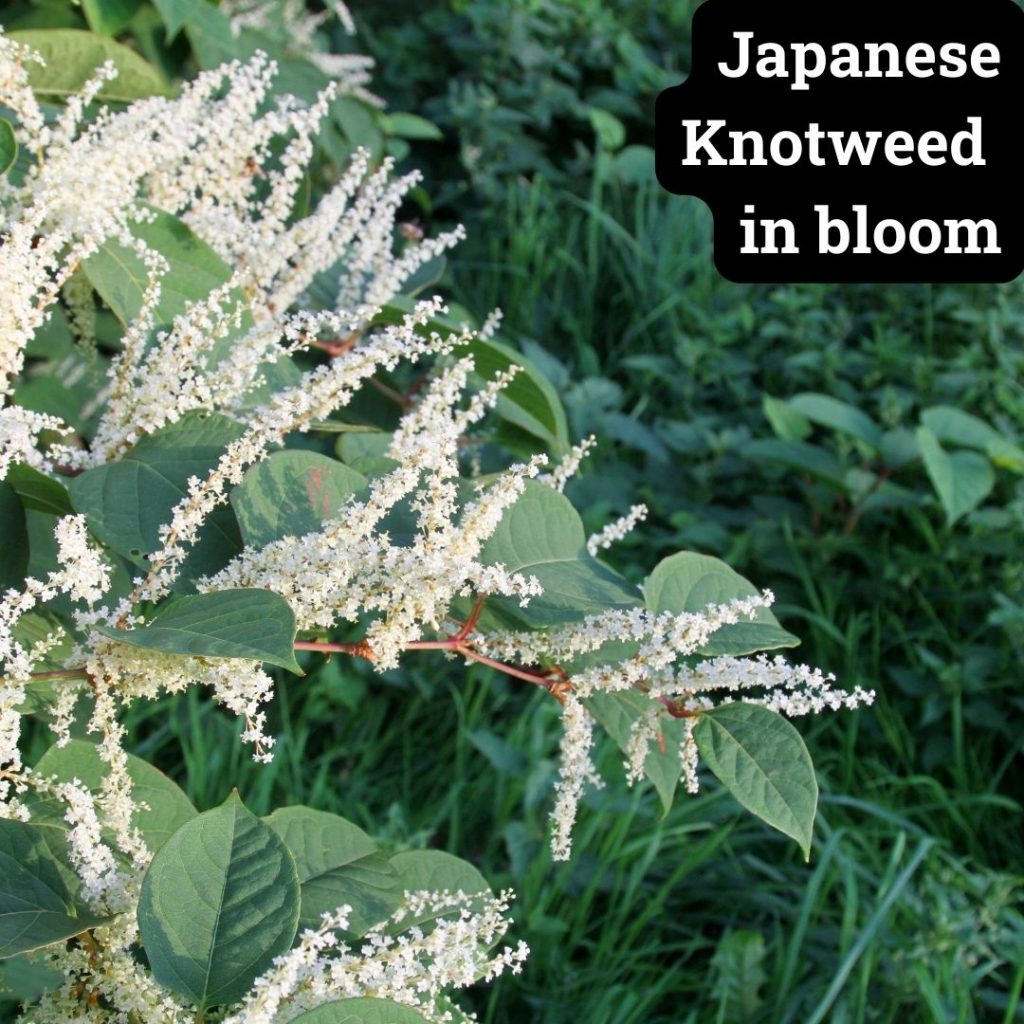 Japanese knotweed in bloom