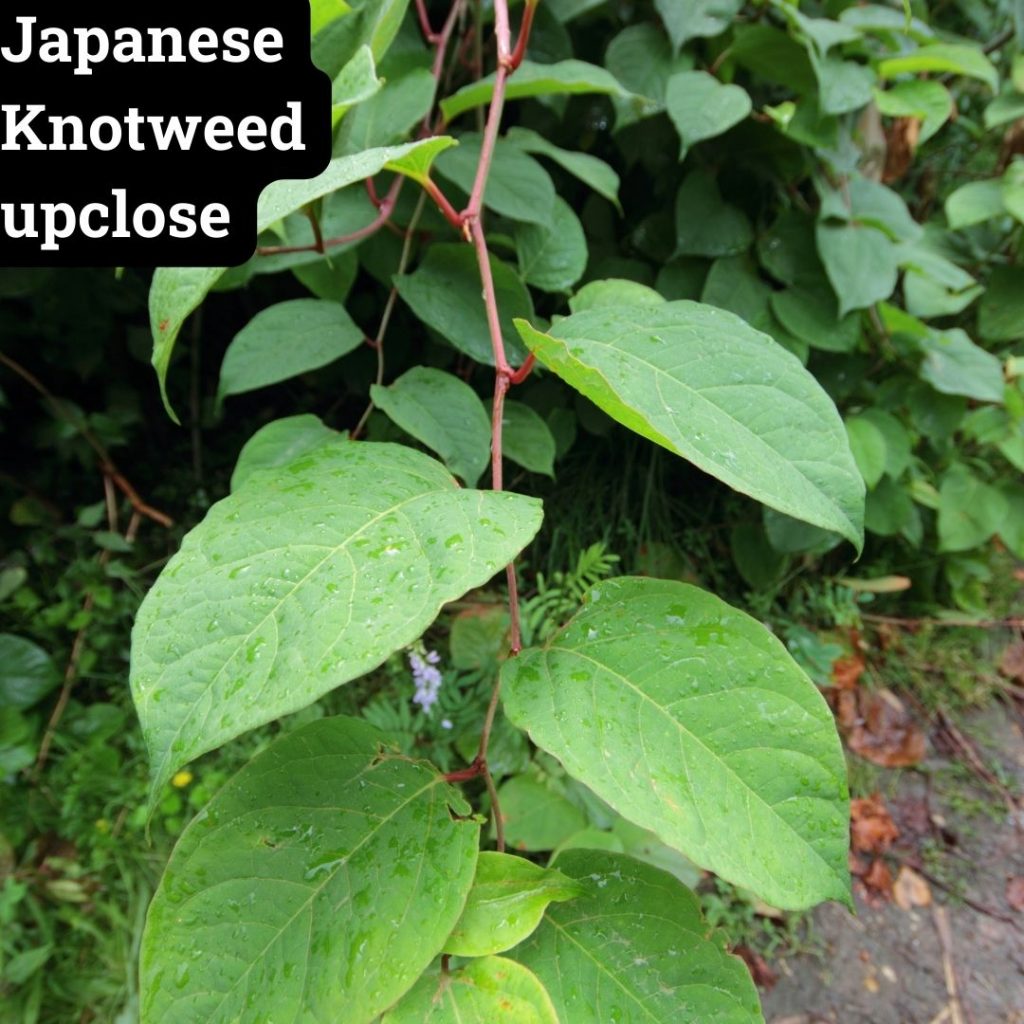 Japanese knotweed up-close